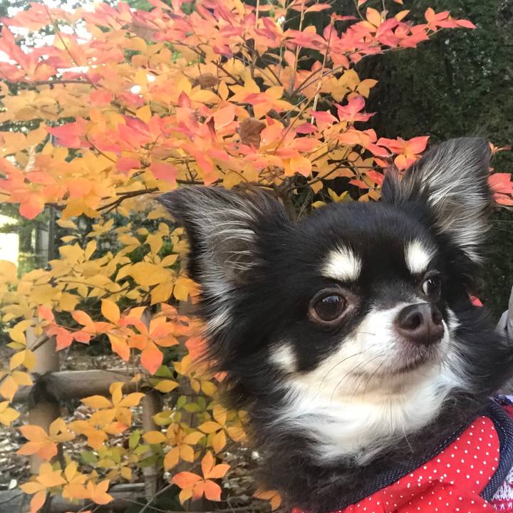 62d817cb 935c 4fa3 8a6b e77c8450555d 1512896066284