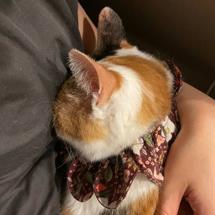 62da3435 84f7 44fc 81af e1f230f33575 1752674600738