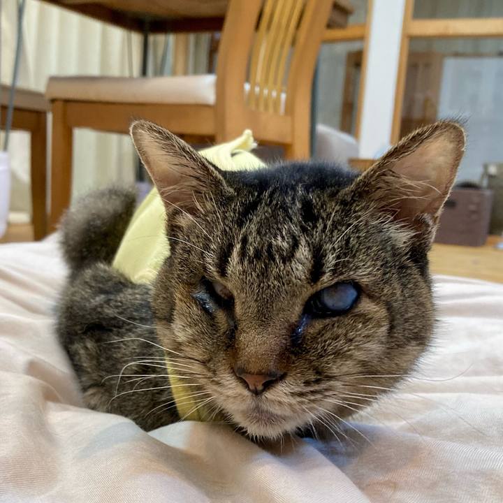 62dc2132 ae4a 45d9 9cf5 163325361715 1685009309348