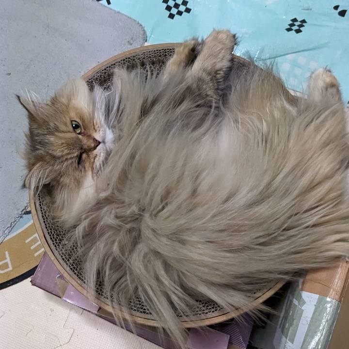 62de0dc4 f69e 4dc3 90fd 1767b1817fe4 1705752961498