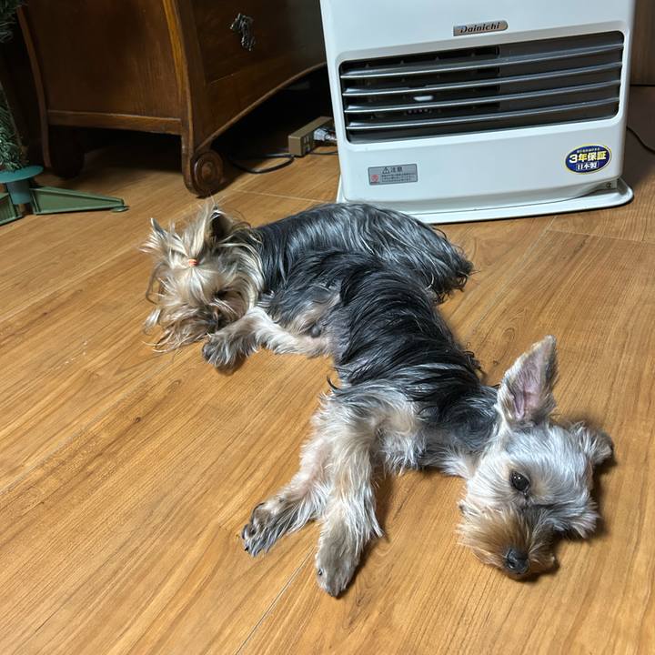 62de447d b6a1 4ae2 a994 9e1e24bd6842 1733406570769