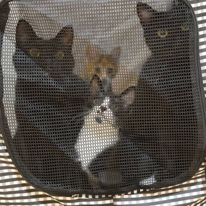 62df428a ffca 4eb8 9867 75782d8b5283 1573171905934