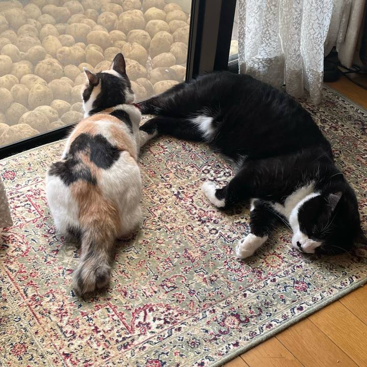 62e4c1cd 0520 4329 8aa8 e5d9b05ad1c7 1719883555532