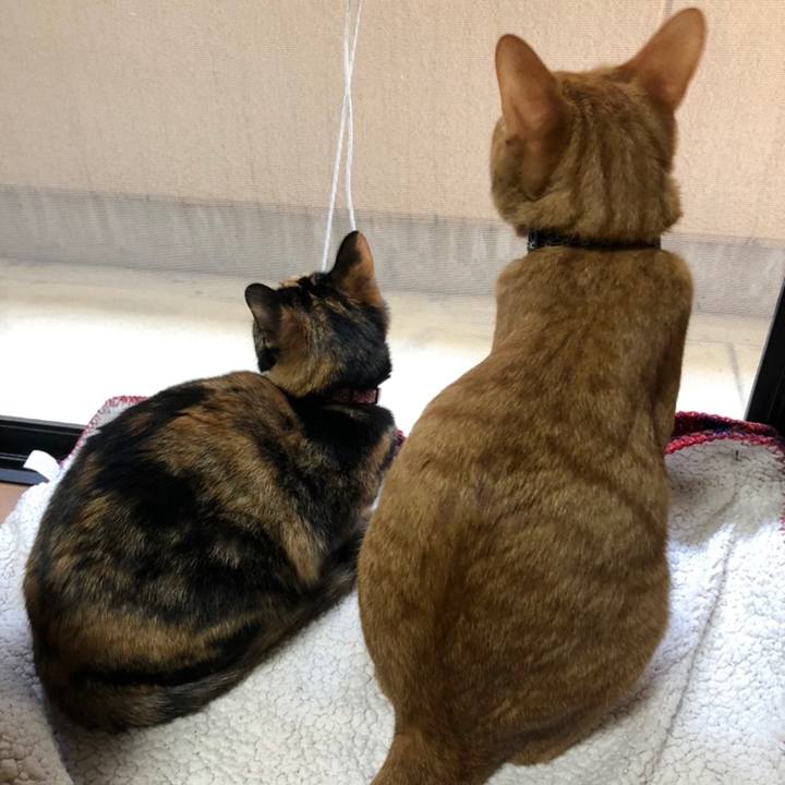 62e4ca96 e171 4f7e b41b 06dd06fe6e42 1558425303616