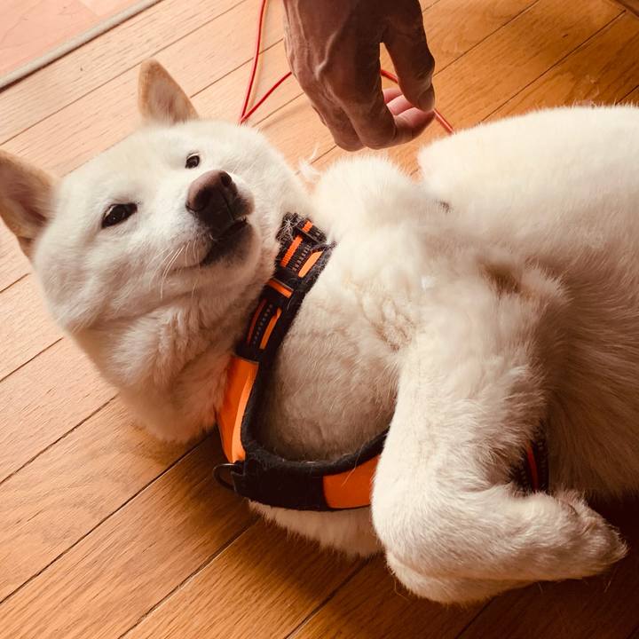 62e4d34d 8c3a 4a2b 99e3 8d100146531b 1616649600514