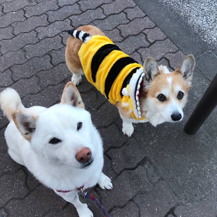 62e5d0a4 9969 4f17 bb7d df9e780c232f 1515714044472