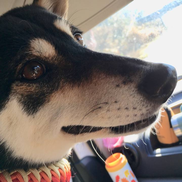 62e69e1d ddc2 434e 9736 d5a8769720fe 1575795517740