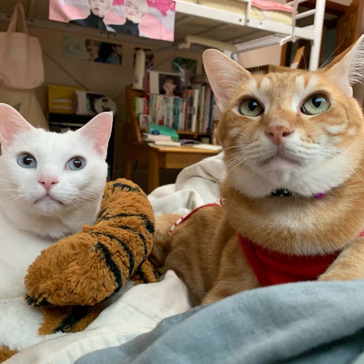 62eb8efc 2c7b 4a9c a31e 8a855a3a1a67 1589579603070