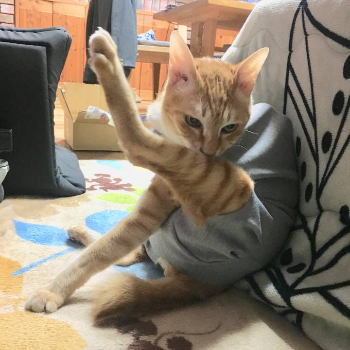 62eda15b 1694 4963 93a5 d937f4184eb3 1522507586239