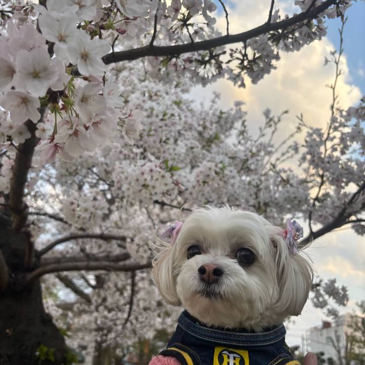62edf43c c001 498b a983 ab9593db3fb4 1743985535127