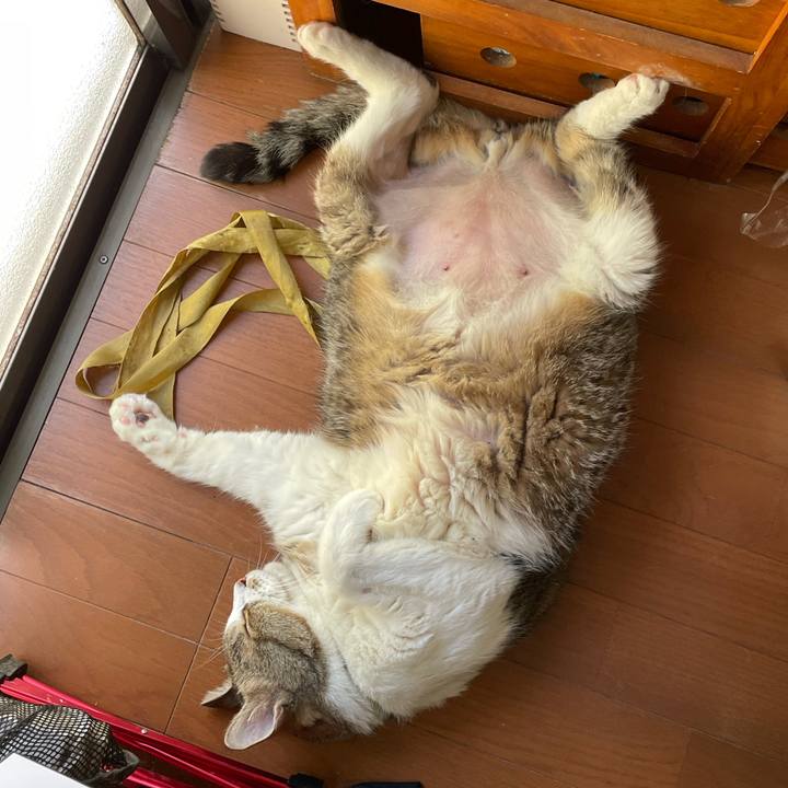 62ee324d e8ff 48ca 828c 997eea765f3a 1756819333228