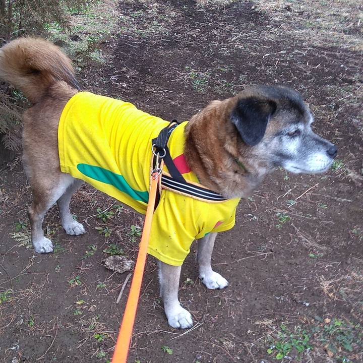 62ef2e85 1876 41d6 be1c 0cddf98041e8 1549410660031