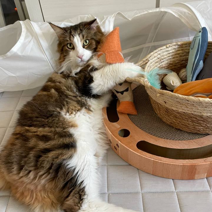 62ef4fe0 77e3 48ef bcb4 1142187762de 1694900344066