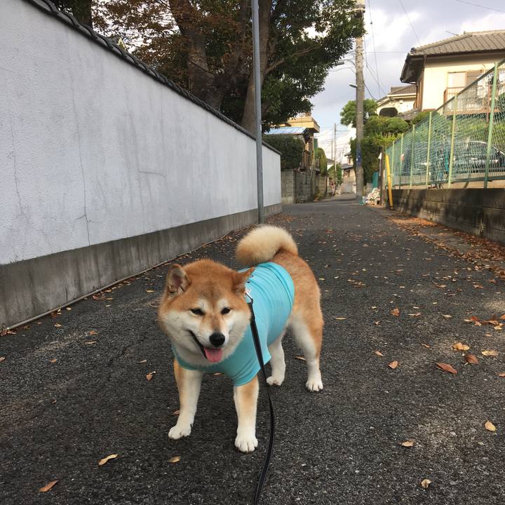 62f1f7e2 1da1 47bd 9d66 f1c2d92df002 1541831036298