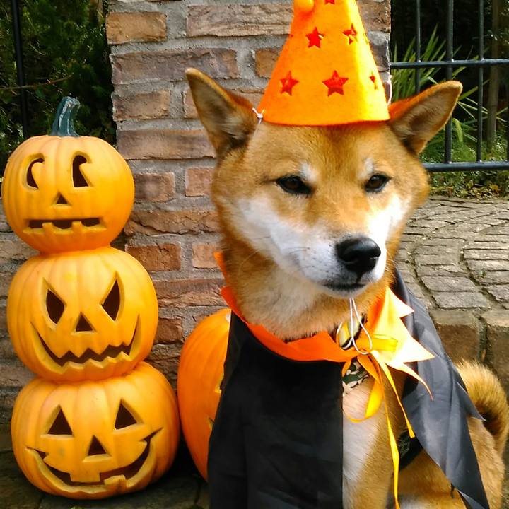 62f250fc 6845 4995 a4bc 0e3e65f9c374 1509416671046