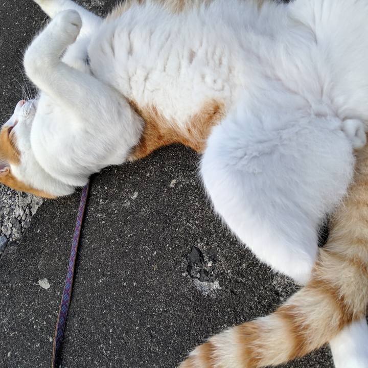 62f3b867 c348 404f b94a d593e0d642e4 1565448603997