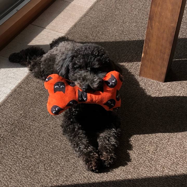 62f568a6 dd5a 4df4 a883 500a9c09bec4 1576410331197