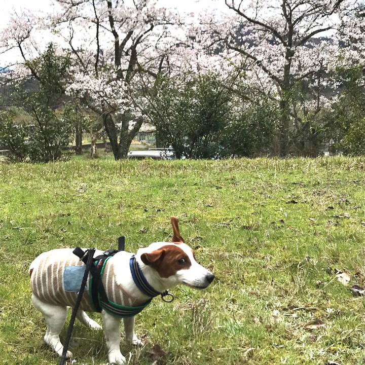 62f81788 6fb8 4c1a 8a55 56cd55ab5ef4 1554962814310