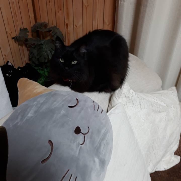 62faae27 bd96 4297 b2a7 fa071571fc0d 1517257131554