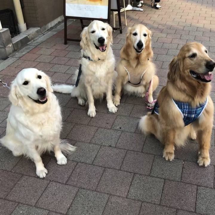 62fb52af c056 4611 b494 51d8aae43f19 1527951726331