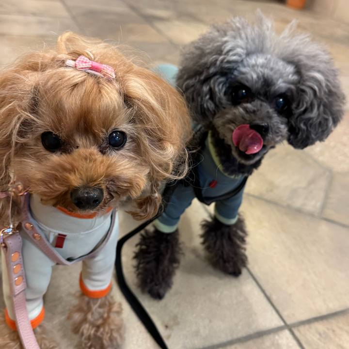 62ff1ada caaf 4f05 9b54 7b722e76a09d 1762988902060