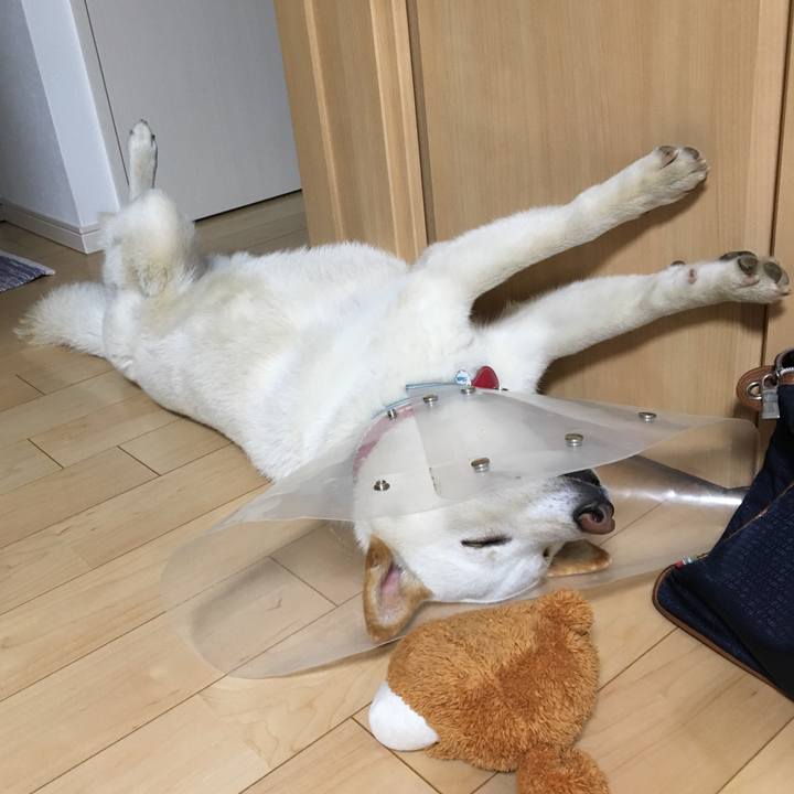 6303261d 3702 48cd b680 836b930e0a50 1559311766974