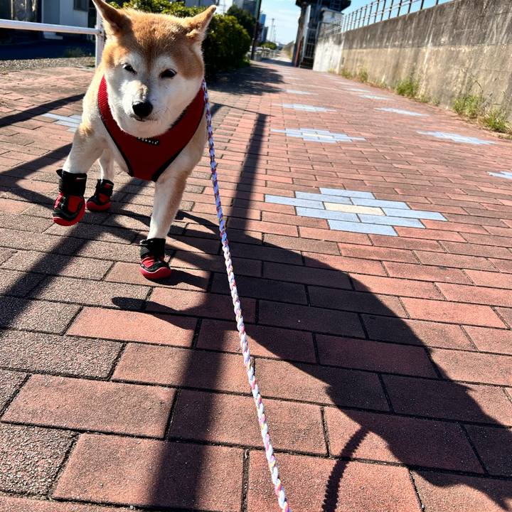 6303743b d8d1 4a38 8fd9 7a7fea5891bb 1731991675534