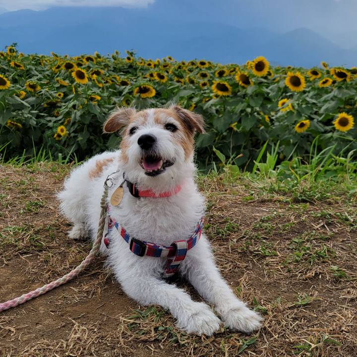 630595ce 3692 41cc 8efd 950a42661c1c 1754123029039