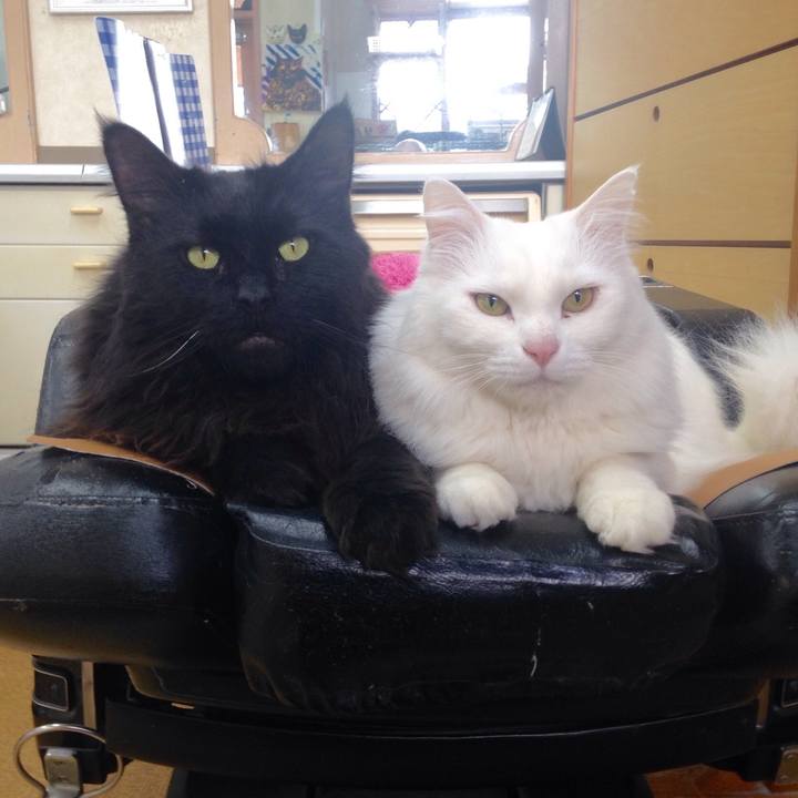 6305e92d 6784 4fc2 a303 21d96000b625 1517190971430