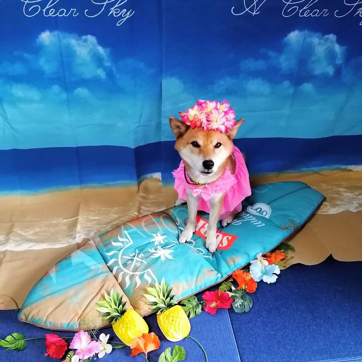 6309cd3e 135b 42e6 8cc2 3a335f93595f 1597210343550