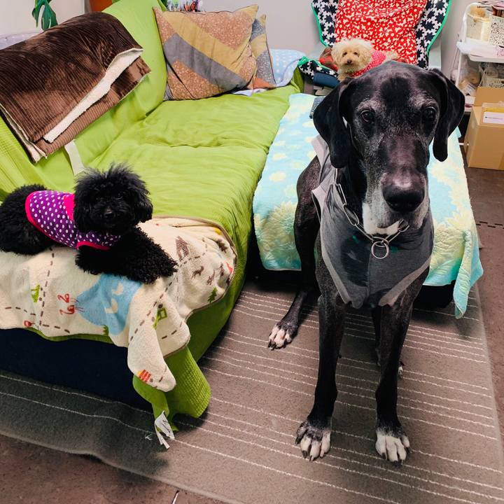 6309cdc4 205a 465d 83ec 6072f0bff94a 1589409497394