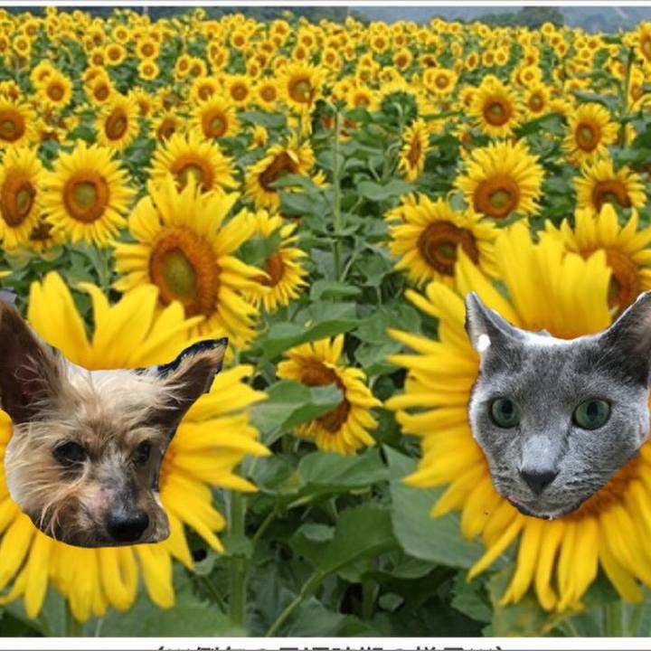 630bdff5 55ba 416b 8e69 612f4672df0c 1534139595314