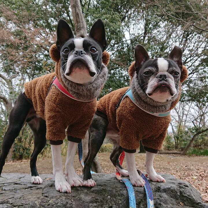 630ce8ae 2575 471d b175 9bea70a6e1d7 1517130491476