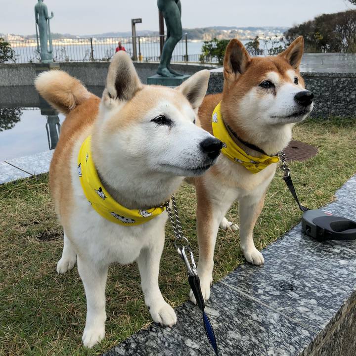 630f006e 285d 4d04 8384 09648041c300 1542019051852