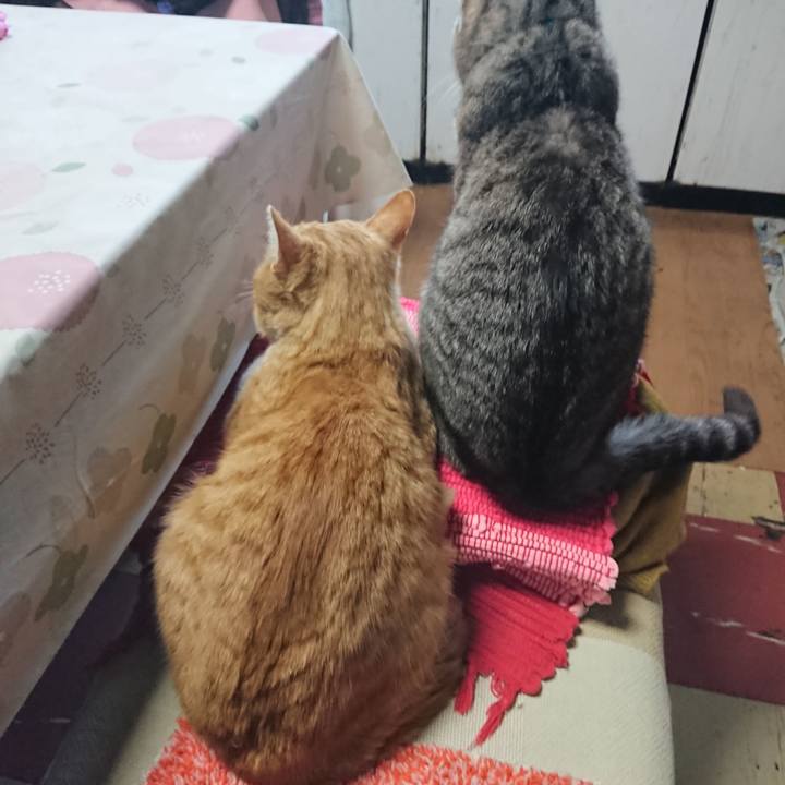 630f4a22 0434 4d3c be2a 7b484da2fed9 1554534531235