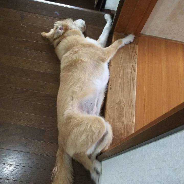 6310b229 8251 464f bc90 37055fd222bd 1530090070535