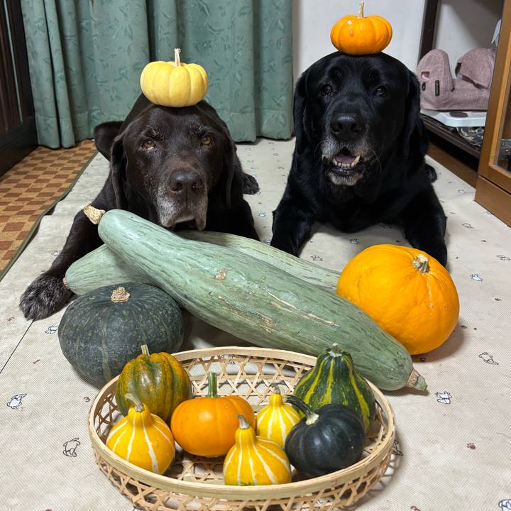 631103c9 5ca5 45bd 93c4 10f755513d1c 1758111817483