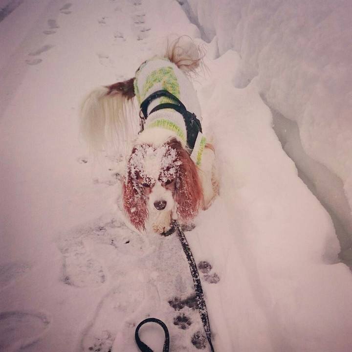 63110c4a 619b 485a a4a5 4354e1031c4a 1515711515403