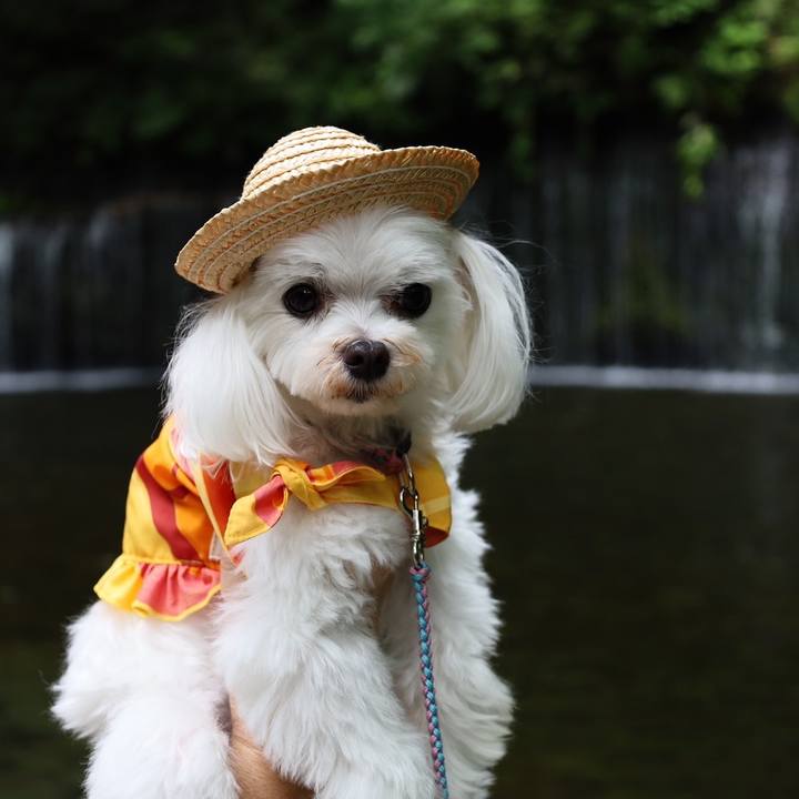 6311d688 2f91 44a7 9e5a a818482a2823 1658699086588