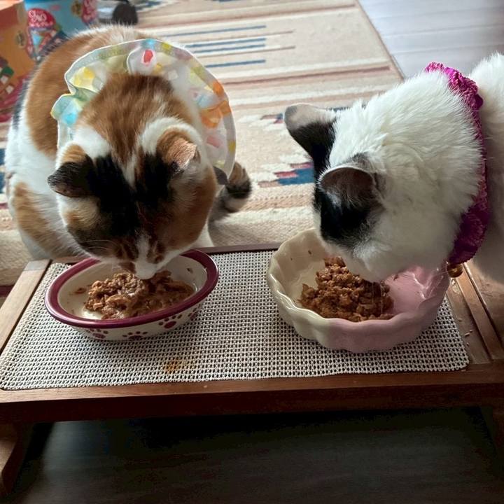 631334b0 97ee 48d9 9c71 8b4b2e3caed9 1767426414625