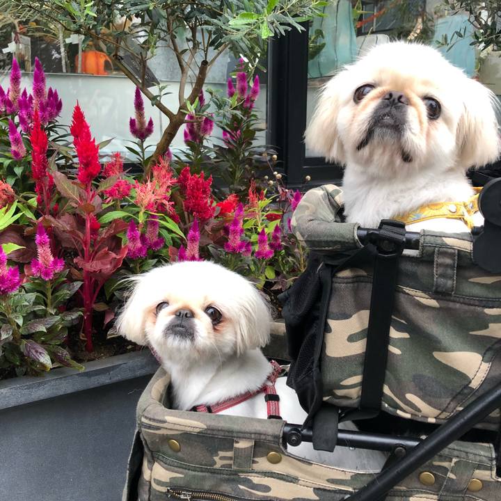 6315592b 36ac 486c 8311 22ad3400cc98 1537481144202