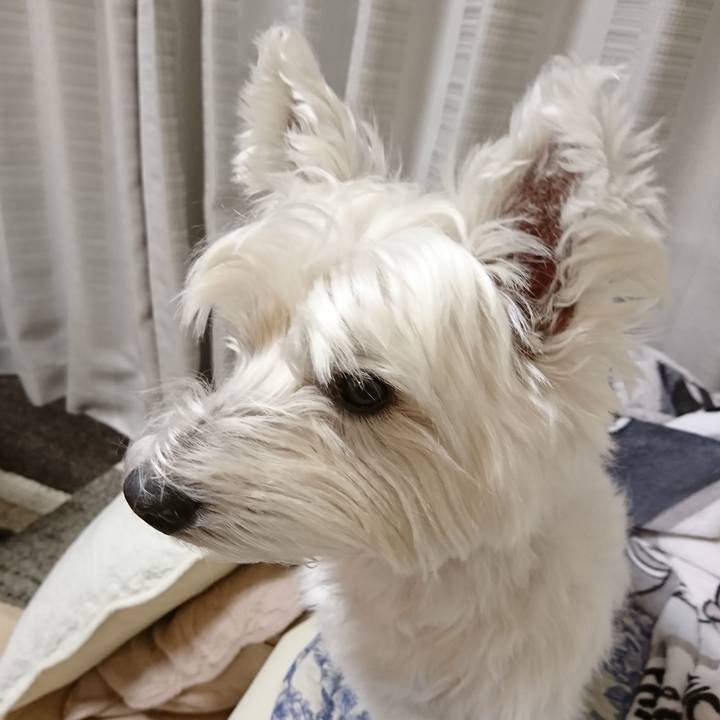 631c740d 34c8 4e3f be28 52fc7596f94e 1540217641670