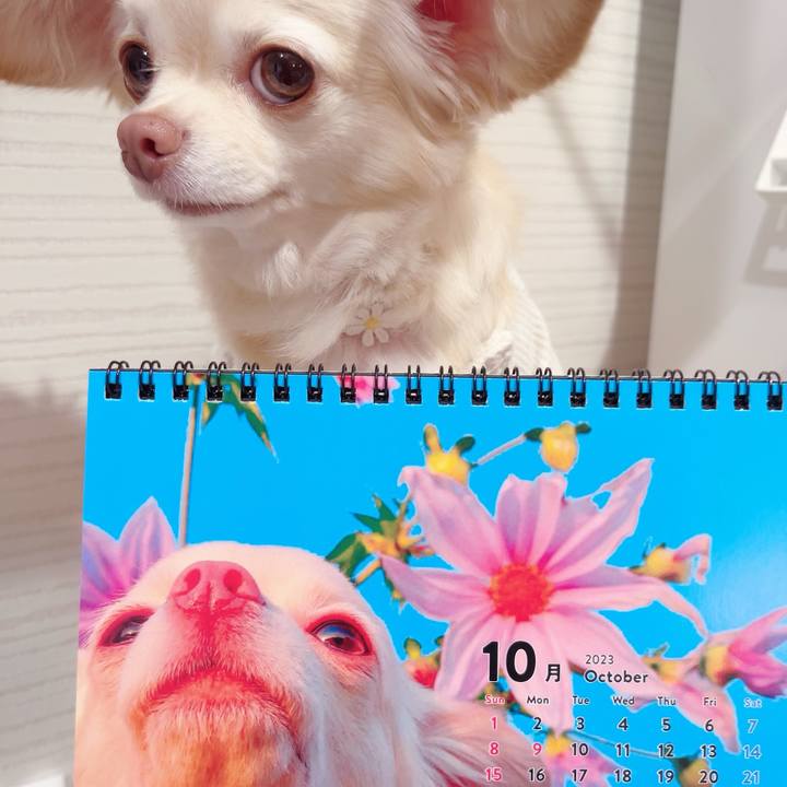 631c7c36 08c8 4d50 9fe0 ae1d75ab9f47 1696158969746