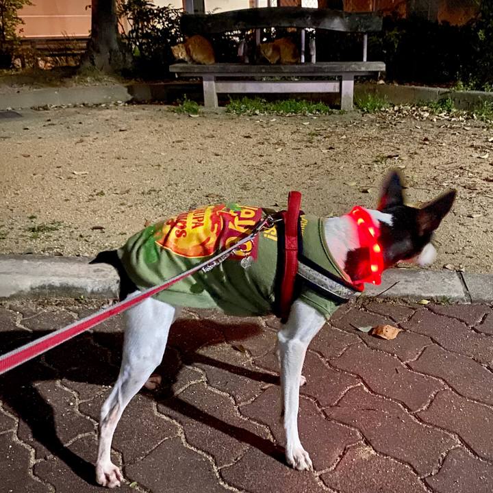 631c832d 090b 4178 ad42 e5ed2e69349a 1586343548264