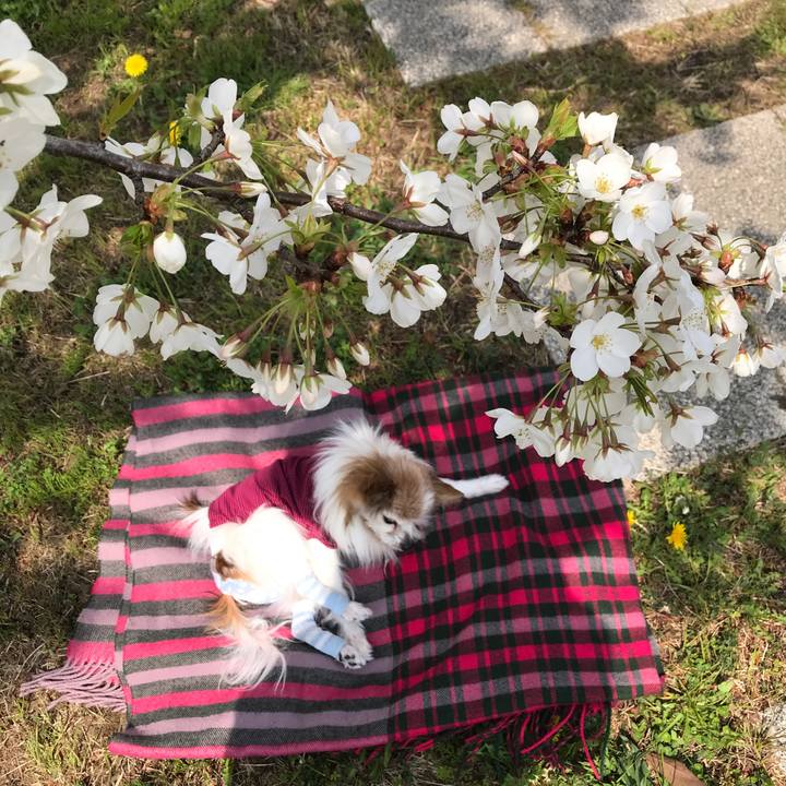 631e511e 89f3 48b7 afd2 2d752c0510ae 1522118500848