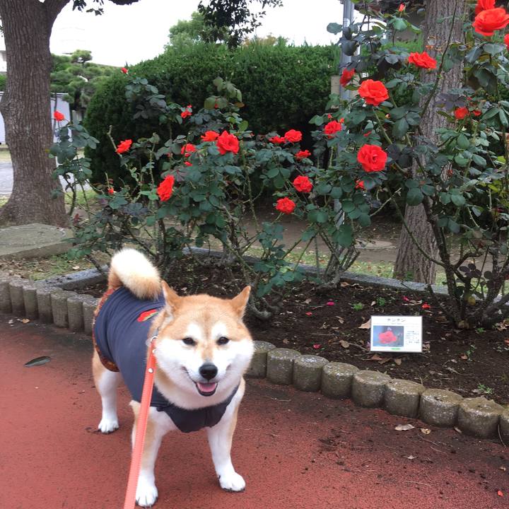 631f33b1 d6c5 4666 9cc8 74424d20652d 1542079980420