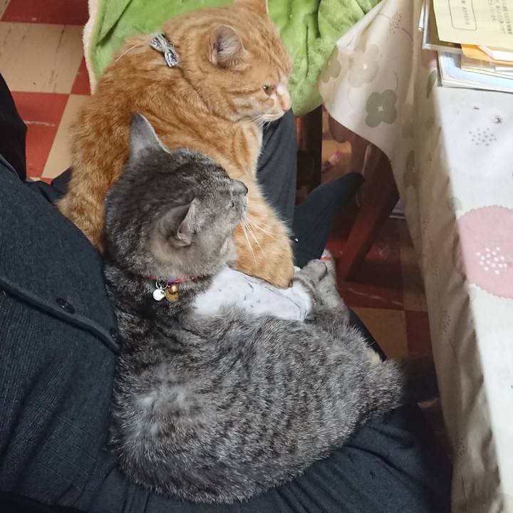 6321369f a51e 42ef a3a0 54b39b15e43a 1588024161477