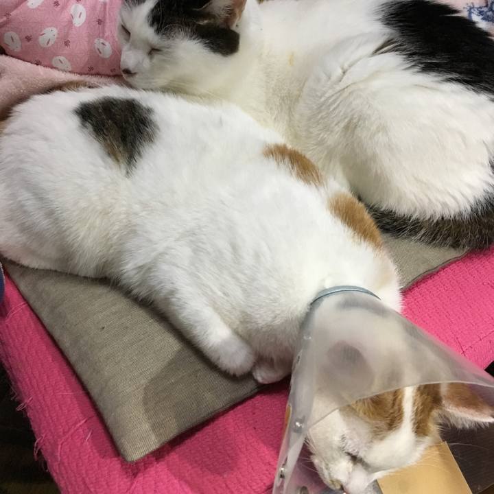 6321afaa 59dd 4a59 86e1 874477fd0cbd 1549803979975