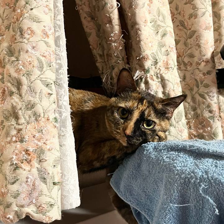 6323d004 fe78 41a8 a0ba b8ff754dcff2 1742477358992