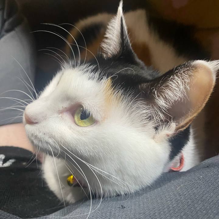 6323dec2 a877 4784 9302 9eaf1c9de1c7 1763638569047